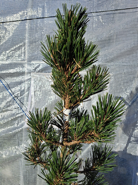 Pinus thunbergii Kotobuki - 55 cm