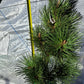 Pinus thunbergii 'Thunderhead' - 60 cm