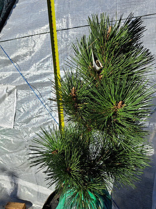 Pinus thunbergii 'Thunderhead' - 60 cm