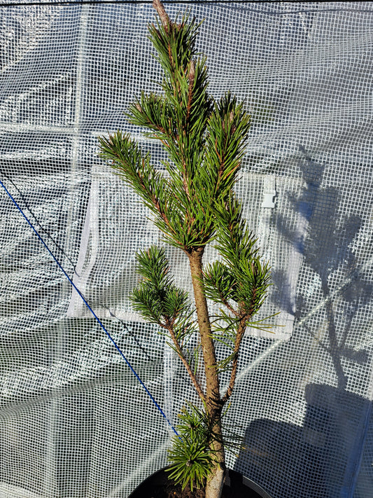 Pinus contorta 'Fastigiata' - 55 cm