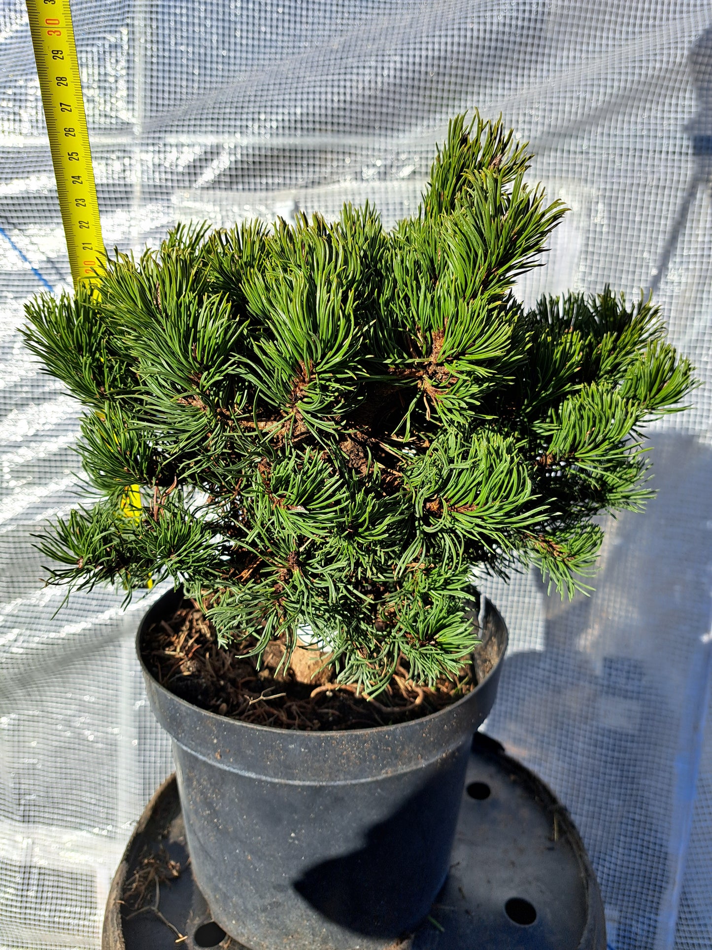 Pinus densiflora 'Edsal Wood' - 25 cm