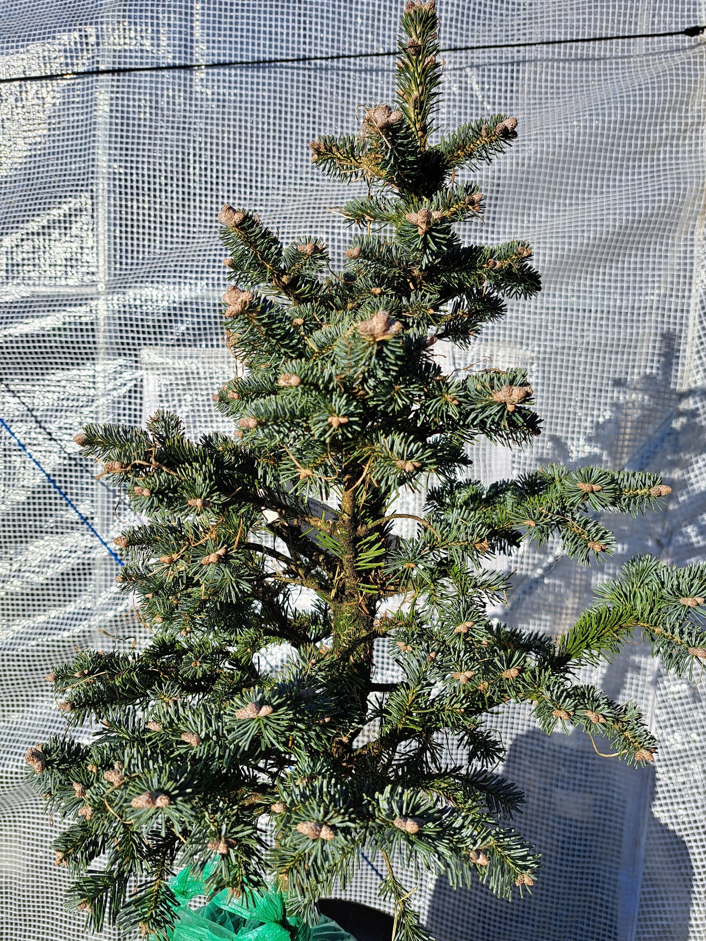 Abies lasiocarpa 'Glauca Compacta' - 50 cm