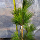 Pinus thunbergii 'Ogon' - 60 cm