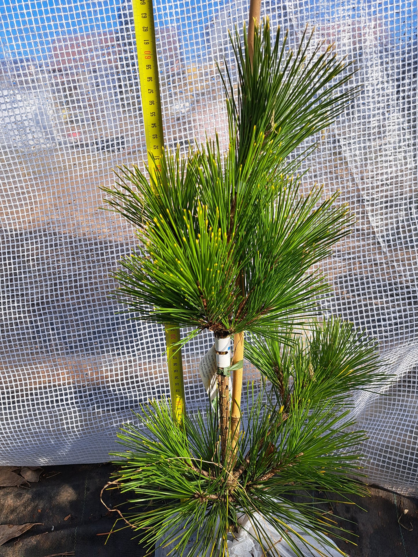 Pinus thunbergii 'Ogon' - 60 cm