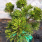 Pinus mugo 'Milky Way' - 28 cm