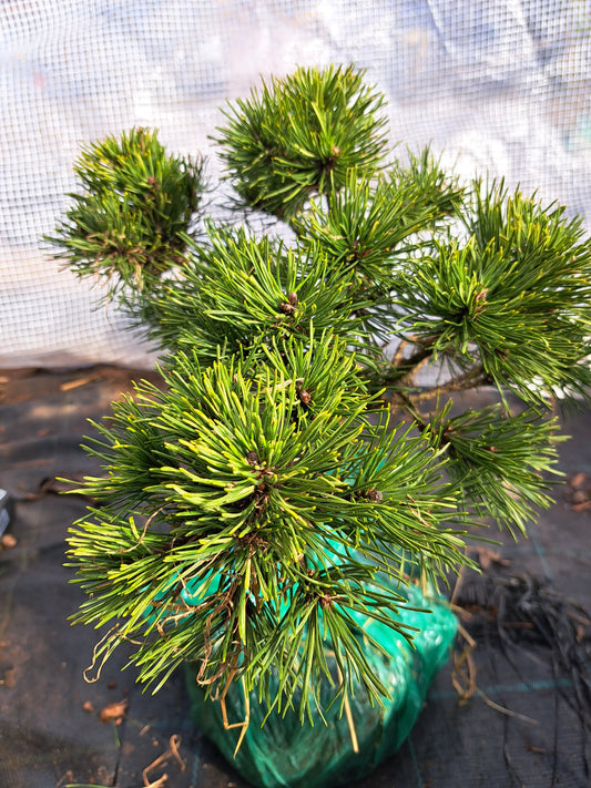 Pinus mugo 'Milky Way' - 28 cm