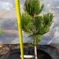 Pinus heldreichii/leucodermis 'White Cloud' - 40 cm