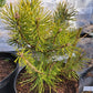 Pinus sylvestris 'Skjak' - 28 cm