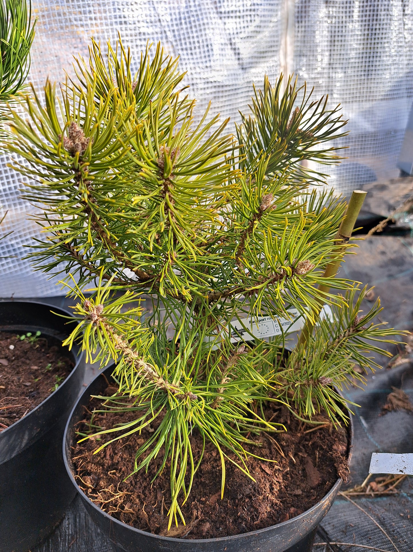 Pinus sylvestris 'Skjak' - 28 cm