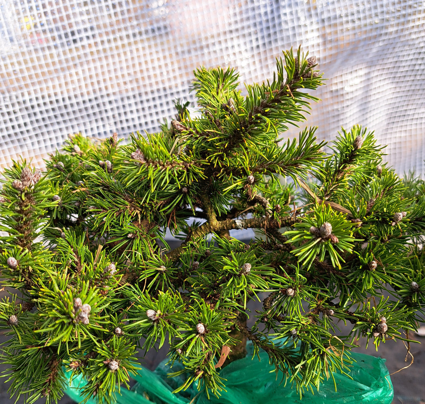 Pinus mugo 'White Tip' - 25 cm