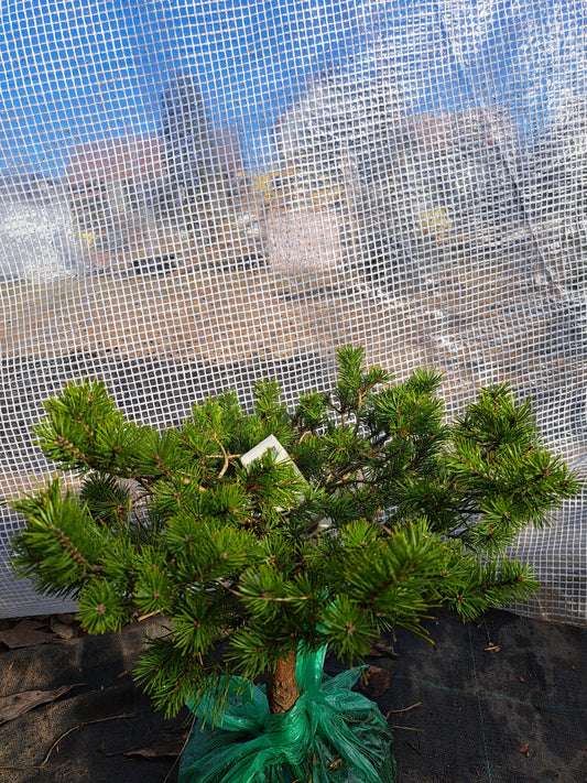 Pinus sylvestris 'Trollguld' - 35 cm