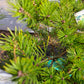 Pinus sylvestris 'Trollguld' - 35 cm