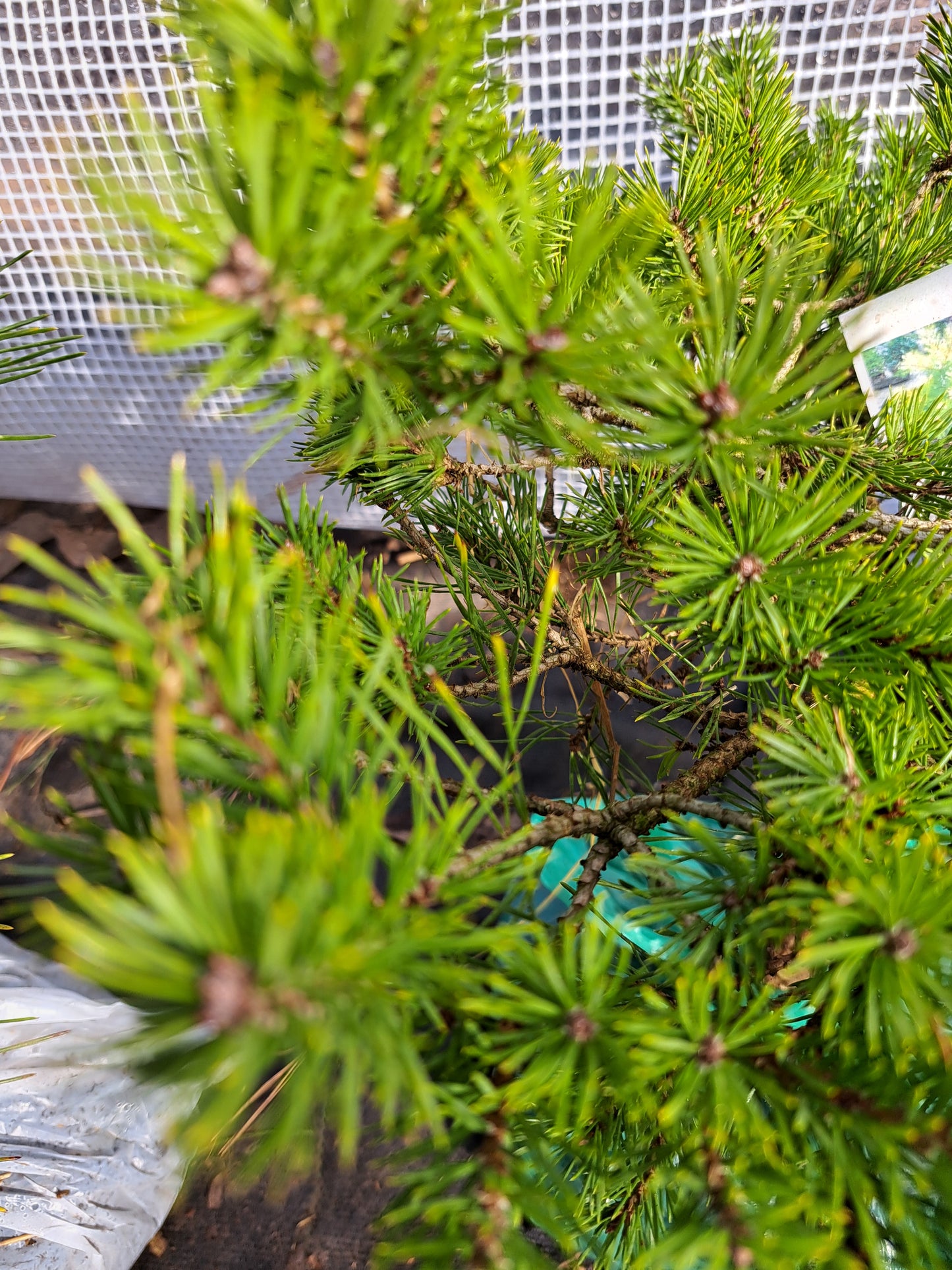 Pinus sylvestris 'Trollguld' - 35 cm