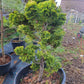 Chamaecyparis obtusa 'Nana Gracilis' 70 cm