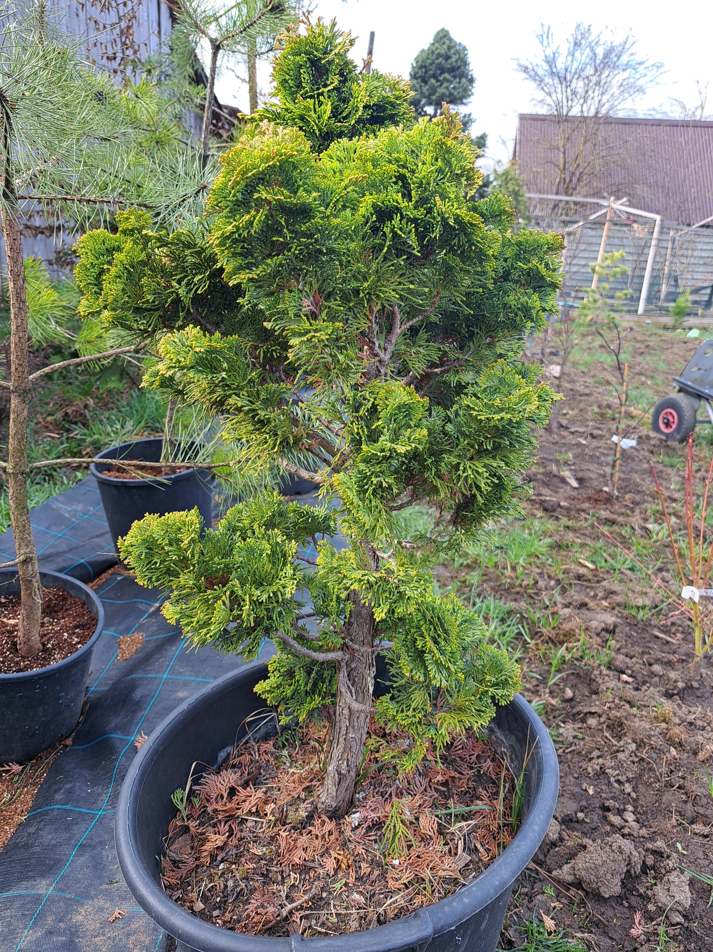 Chamaecyparis obtusa 'Nana Gracilis' 70 cm