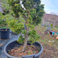 Chamaecyparis obtusa 'Nana Gracilis' 70 cm