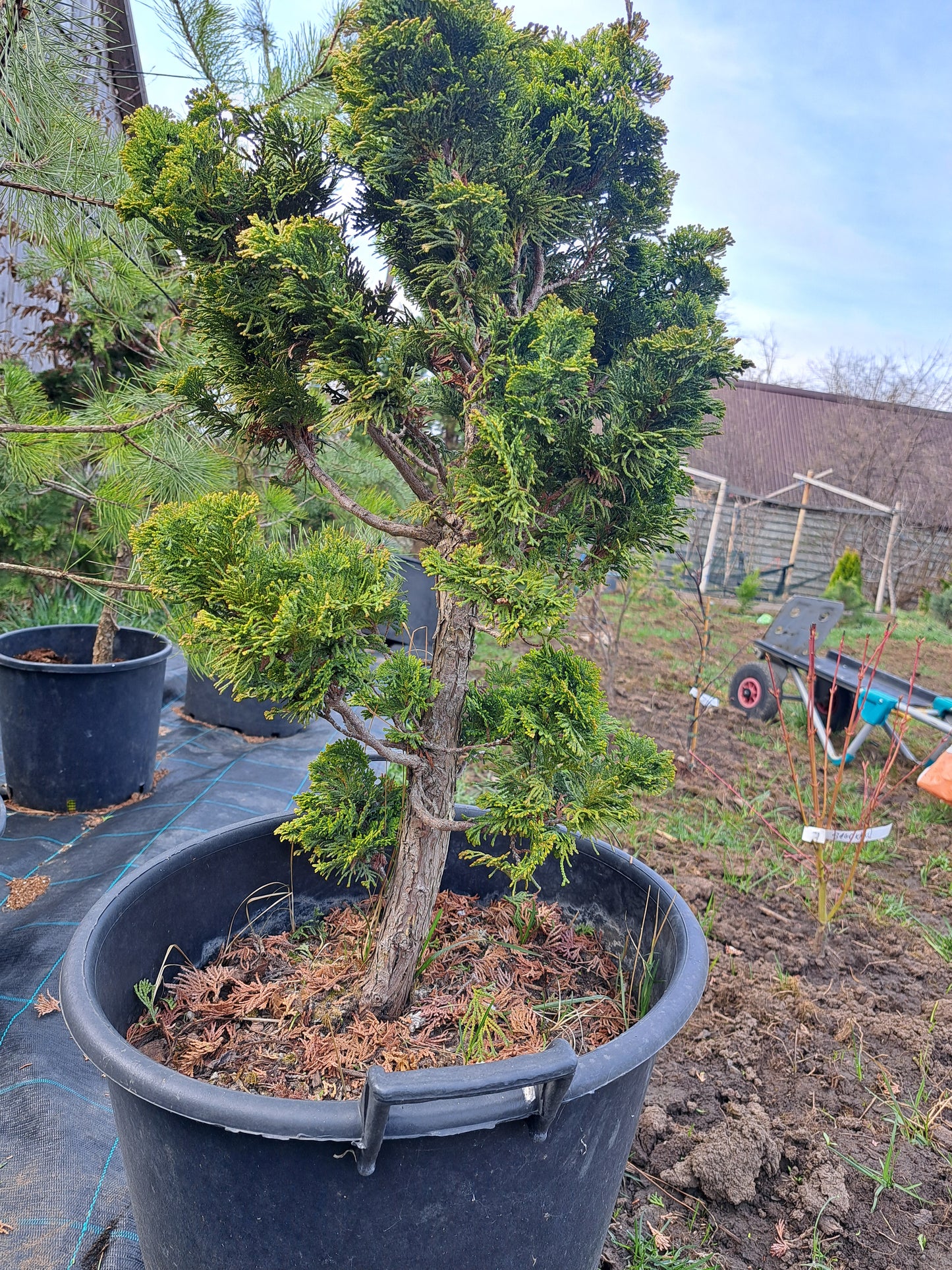 Chamaecyparis obtusa 'Nana Gracilis' 70 cm