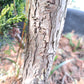 Chamaecyparis obtusa 'Nana Gracilis' 70 cm