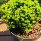 Picea glauca 'Jalako Gold' 20 cm