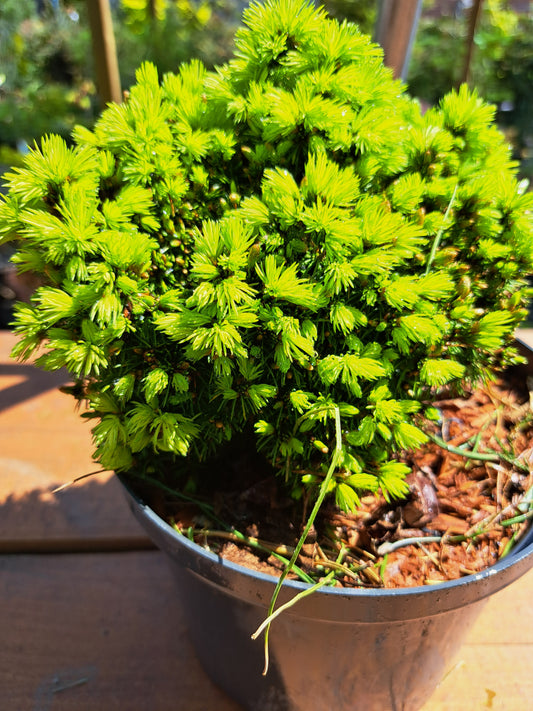 Picea glauca 'Jalako Gold' 20 cm