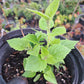 Paulownia tomentosa - 10-15 cm