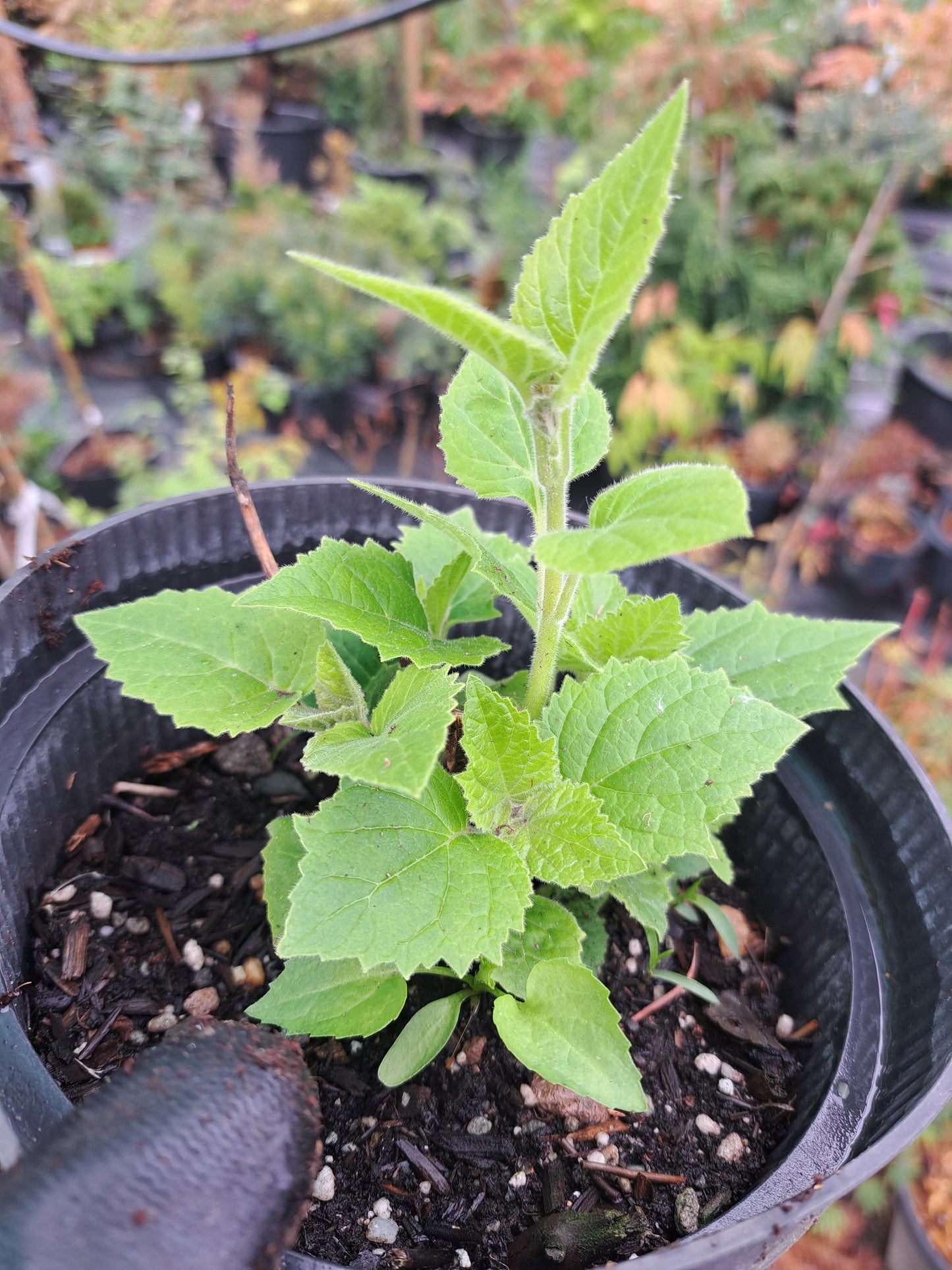Paulownia tomentosa - 10-15 cm