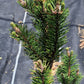 Pinus contorta 'Fastigiata' - 55 cm