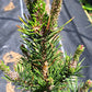 Pinus contorta 'Fastigiata' - 55 cm