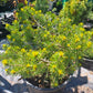 Pinus sylvestris 'Trollguld' - 35 cm