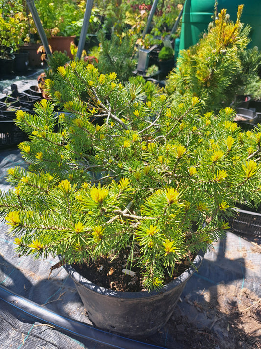 Pinus sylvestris 'Trollguld' - 35 cm