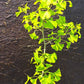 Ginkgo Biloba - 90-100 cm