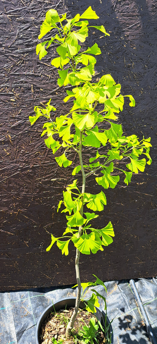 Ginkgo Biloba - 90-100 cm
