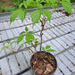Viță canadiană - Parthenocissus quinquefolia