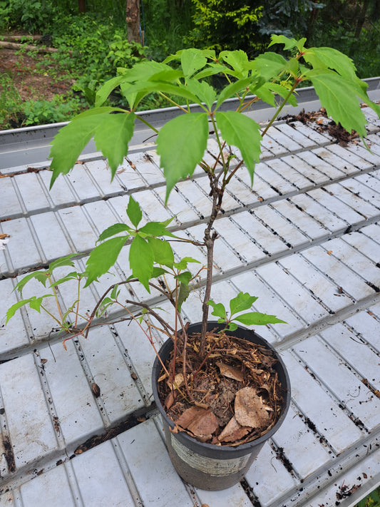 Viță canadiană - Parthenocissus quinquefolia