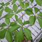 Viță canadiană - Parthenocissus quinquefolia