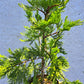 Calocedrus decurrens 'Maupin Glow' 50-70