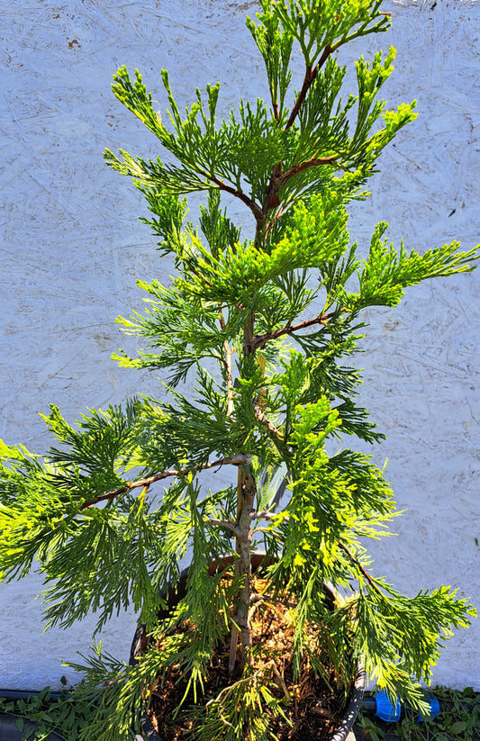 Calocedrus decurrens 'Maupin Glow' 50-70