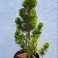 Pinus thunbergii Kotobuki - 60 cm
