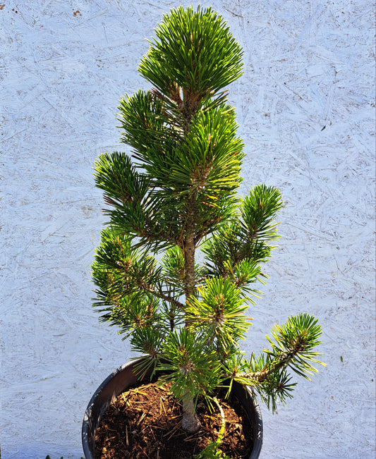Pinus thunbergii Kotobuki - 60 cm