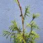 Thuja plicata 'Aldrich Mountain' 45-55cm