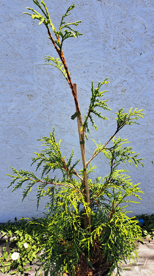 Thuja plicata 'Aldrich Mountain' 45-55cm