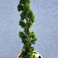 Chamaecyparis lawsoniana 'Wissel's Saguaro' 40-50 cm