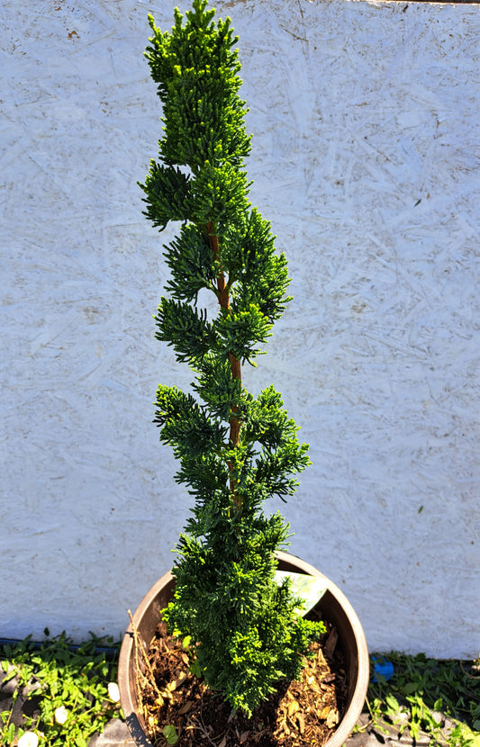 Chamaecyparis lawsoniana 'Wissel's Saguaro' 40-50 cm