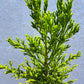 Cryptomeria japonica 'Jindai' 50-56 cm