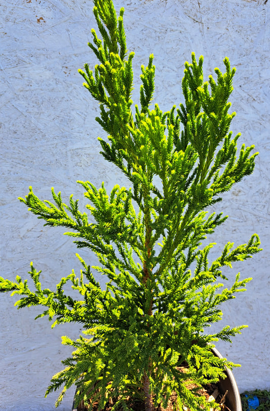 Cryptomeria japonica 'Jindai' 50-56 cm