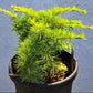 Cedrus deodara 'Golden Horizon' 50-60 cm