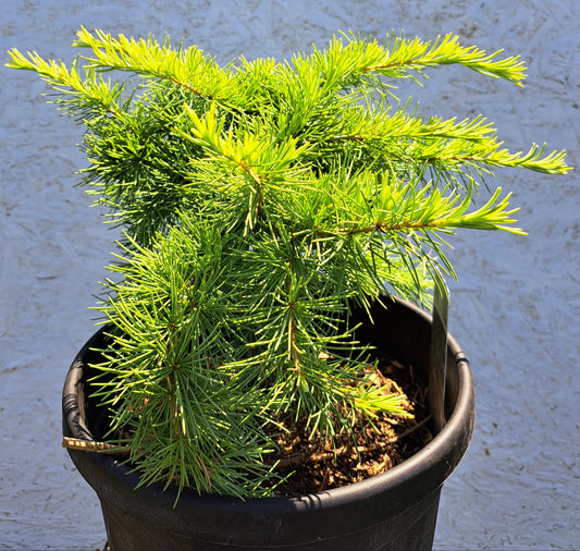 Cedrus deodara 'Golden Horizon' 50-60 cm