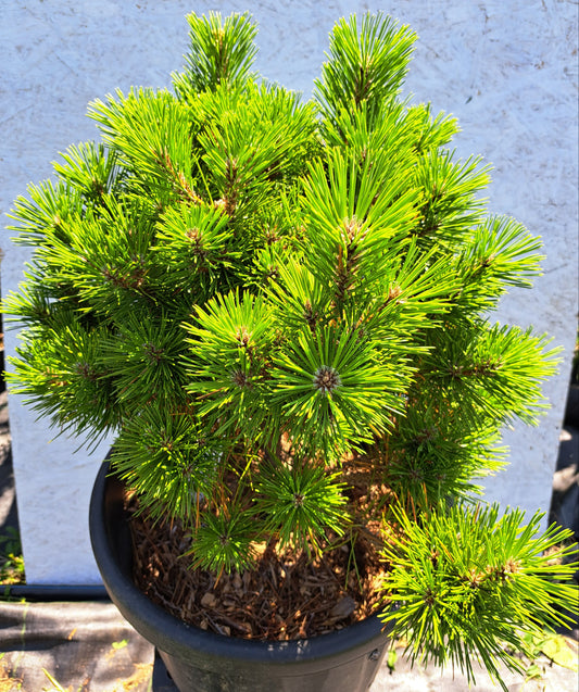 Pinus thunbergii 'Maijima' - Pin negru japonez 'Maijima' 50-55 cm