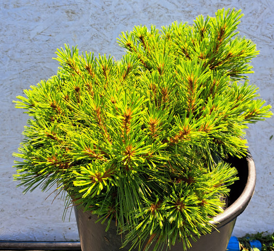 Pinus strobus 'Minima' 40-45 cm