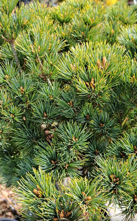Pin Alb Pin alb japonez 'Kokuho' - pe picior – Copaci Ornamentali